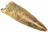 Fossil Spinosaurus Tooth - Real Dinosaur Tooth #357816-1